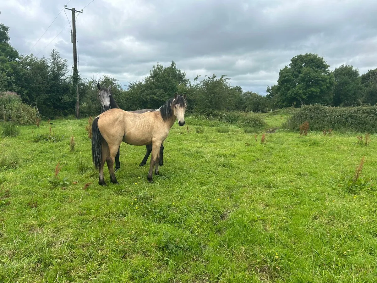 Dun colt for sale - Image 3
