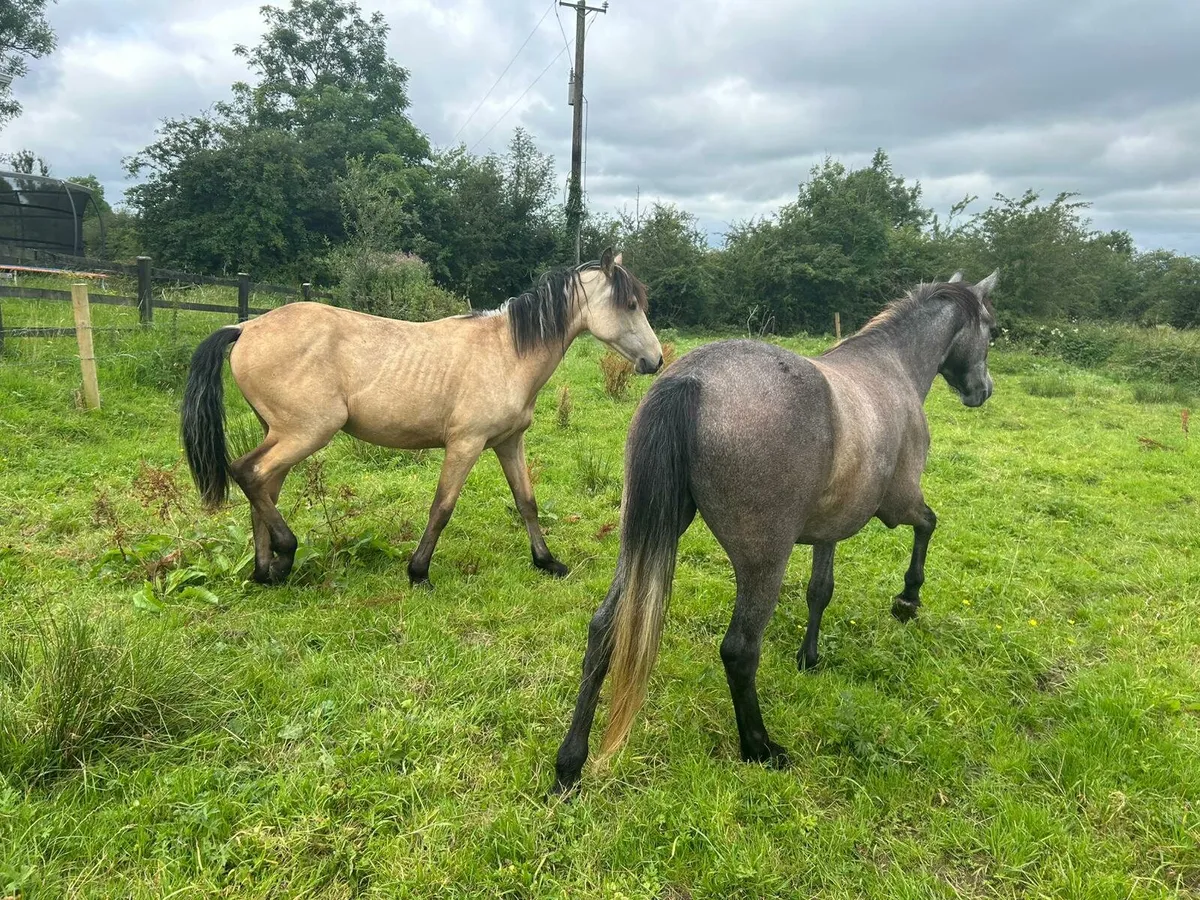 Dun colt for sale - Image 4
