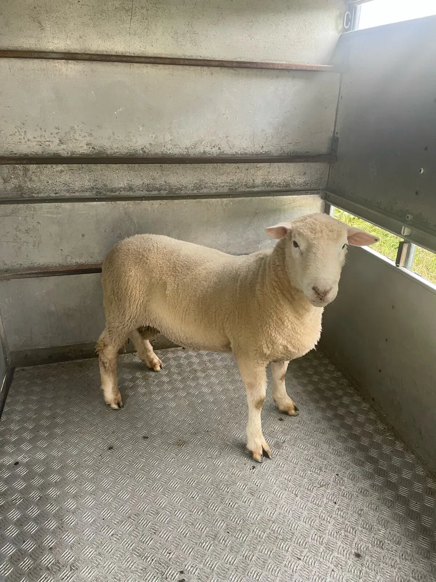PNR Dorset Hogget Ram - Image 1