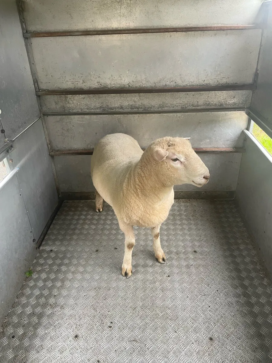 PNR Dorset Hogget Ram - Image 2