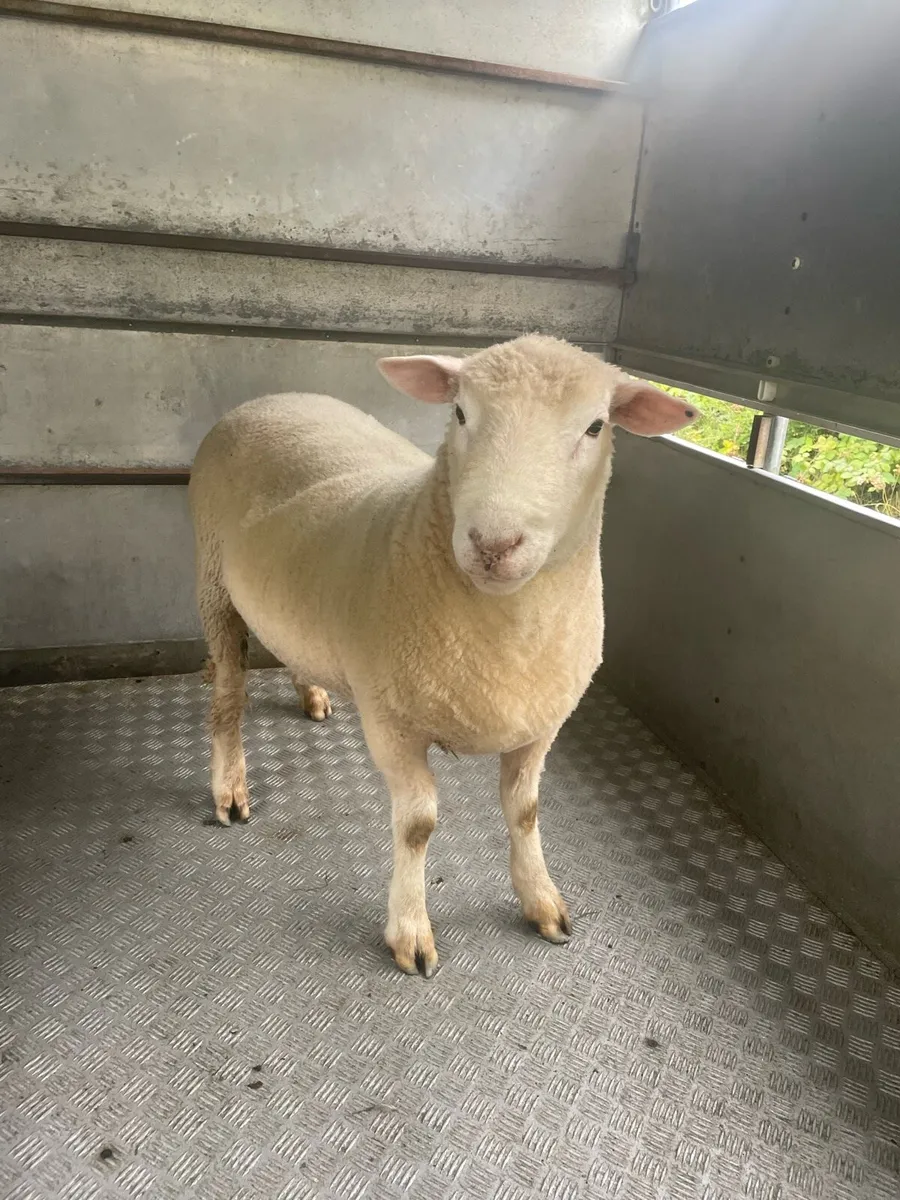 PNR Dorset Hogget Ram - Image 3