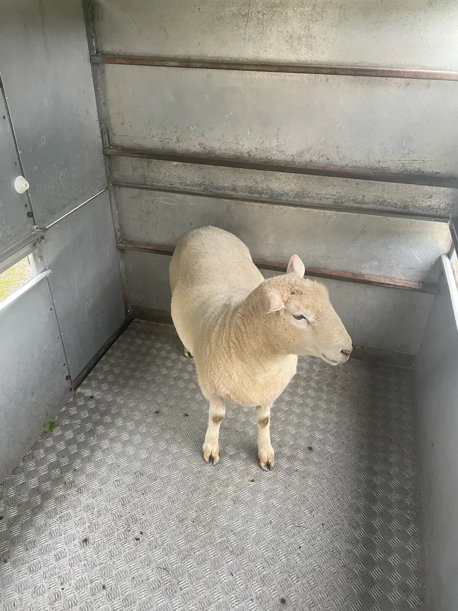 PNR Dorset Hogget Ram - Image 4