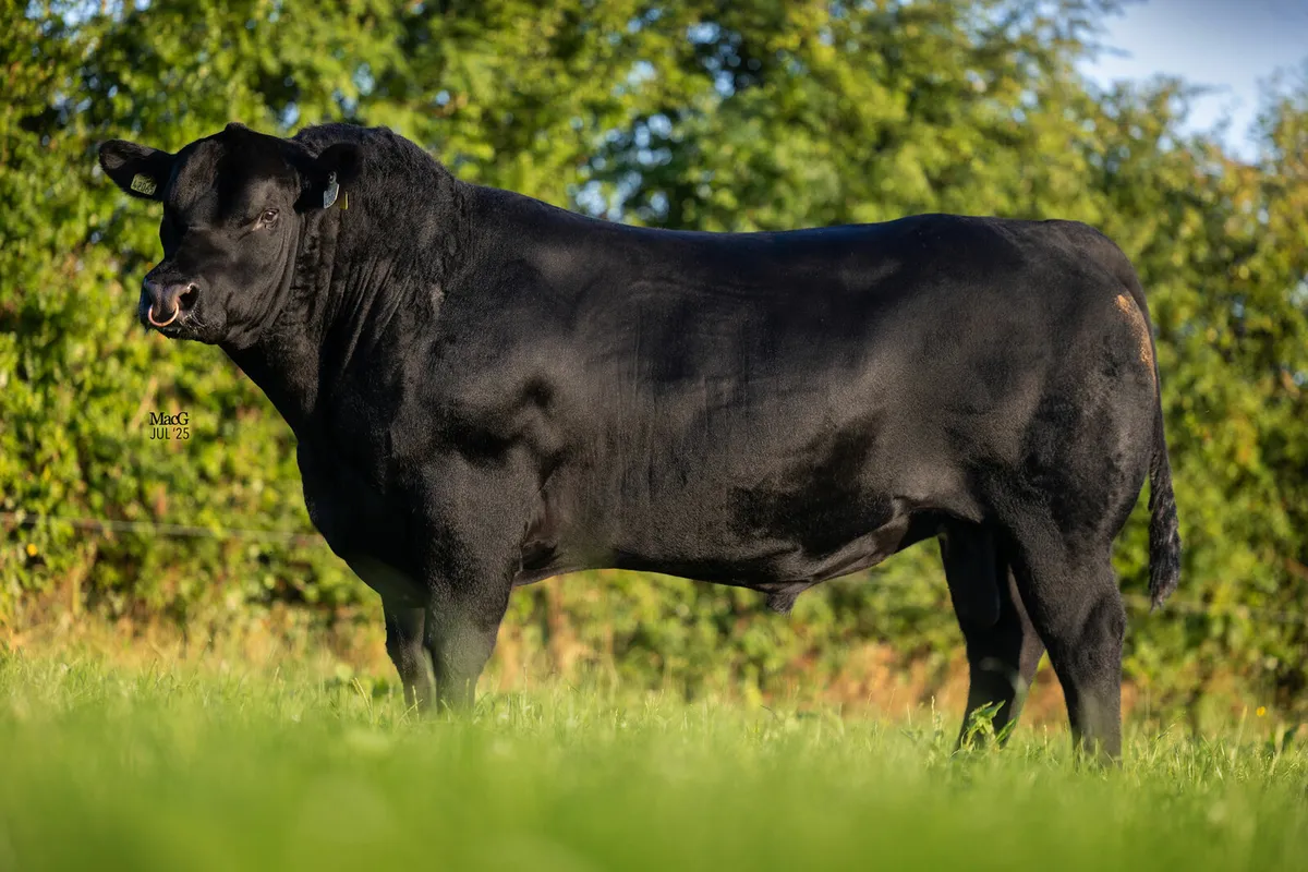 Angus Bulls - Image 1