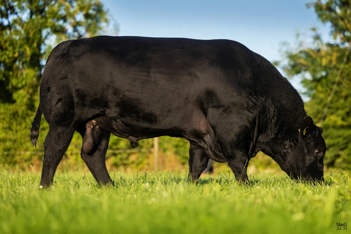 Angus Bulls - Image 2