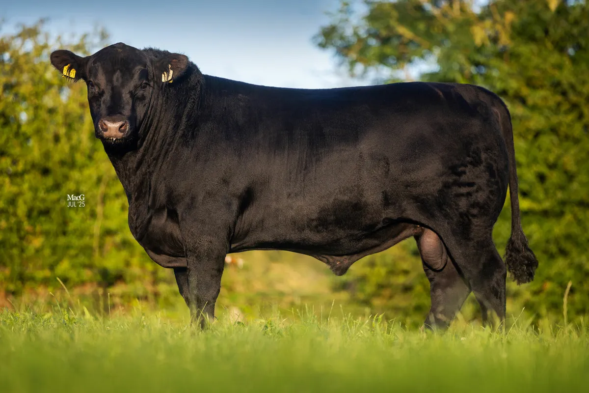 Angus Bulls - Image 3