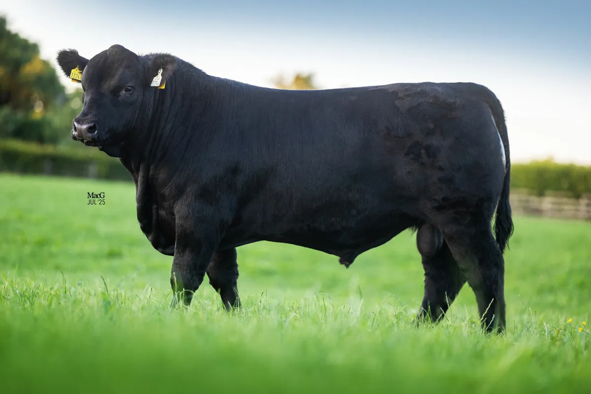 Angus Bulls - Image 4