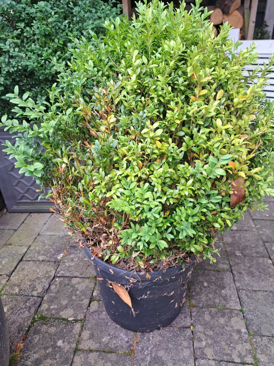 Plants - Image 2