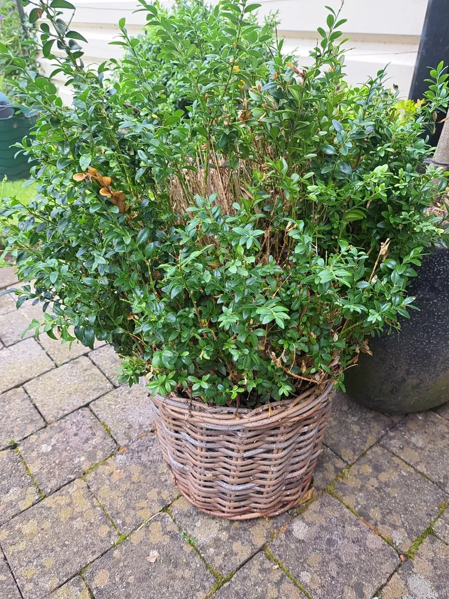 Plants - Image 3