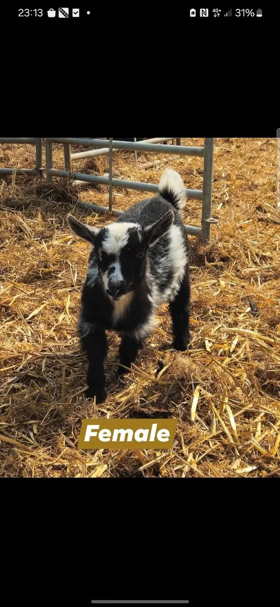 Pygmy female - Image 2