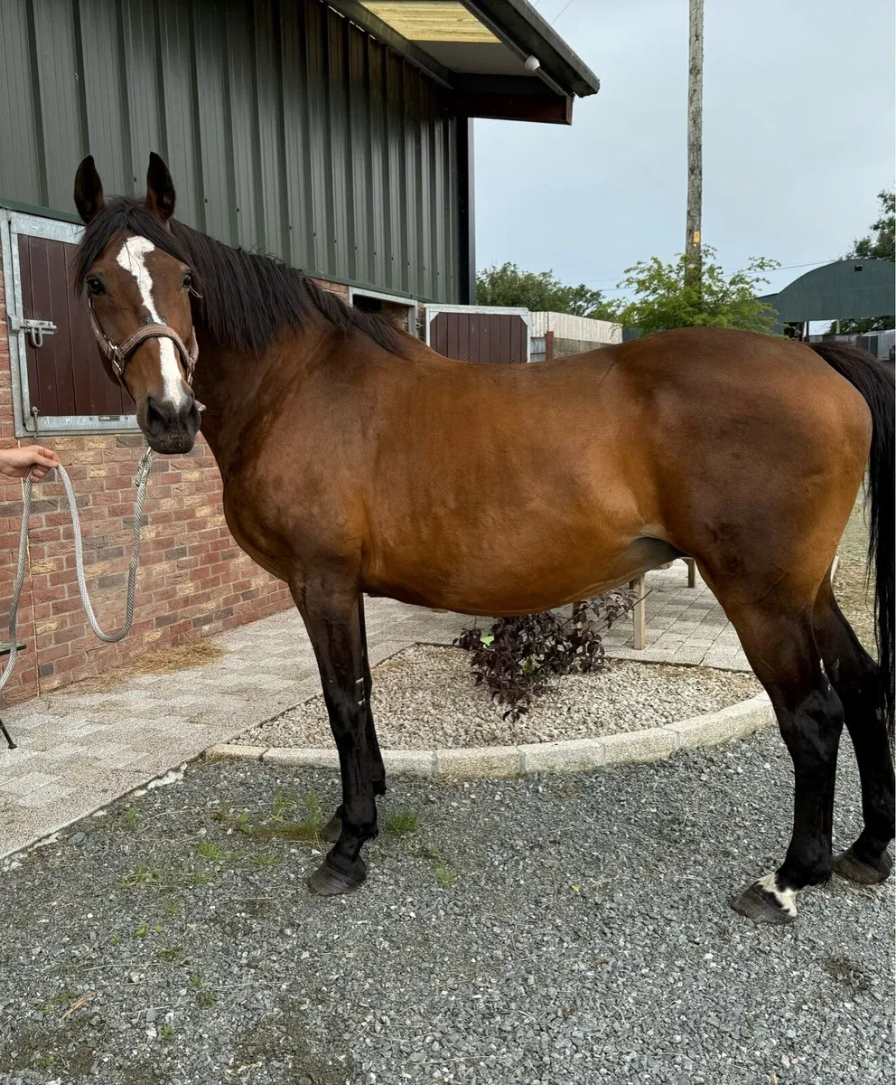 Lovely traditional Master Imp xClover Hill Mare - Image 1