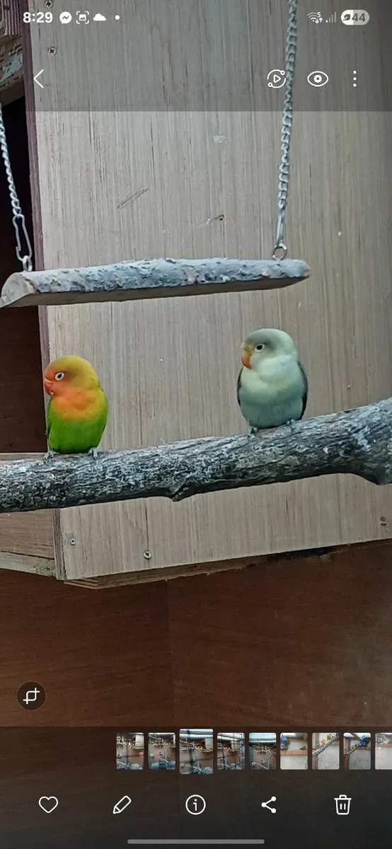 Lovebirds - Image 1
