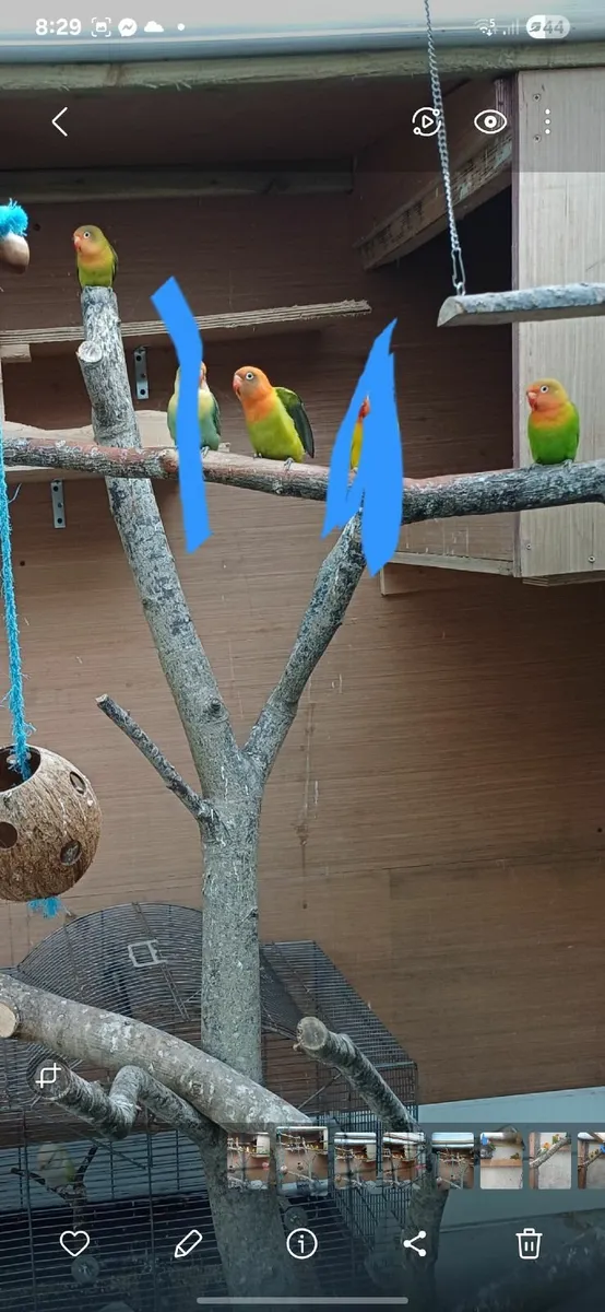Lovebirds - Image 2
