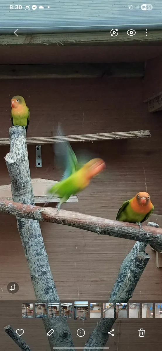 Lovebirds - Image 3