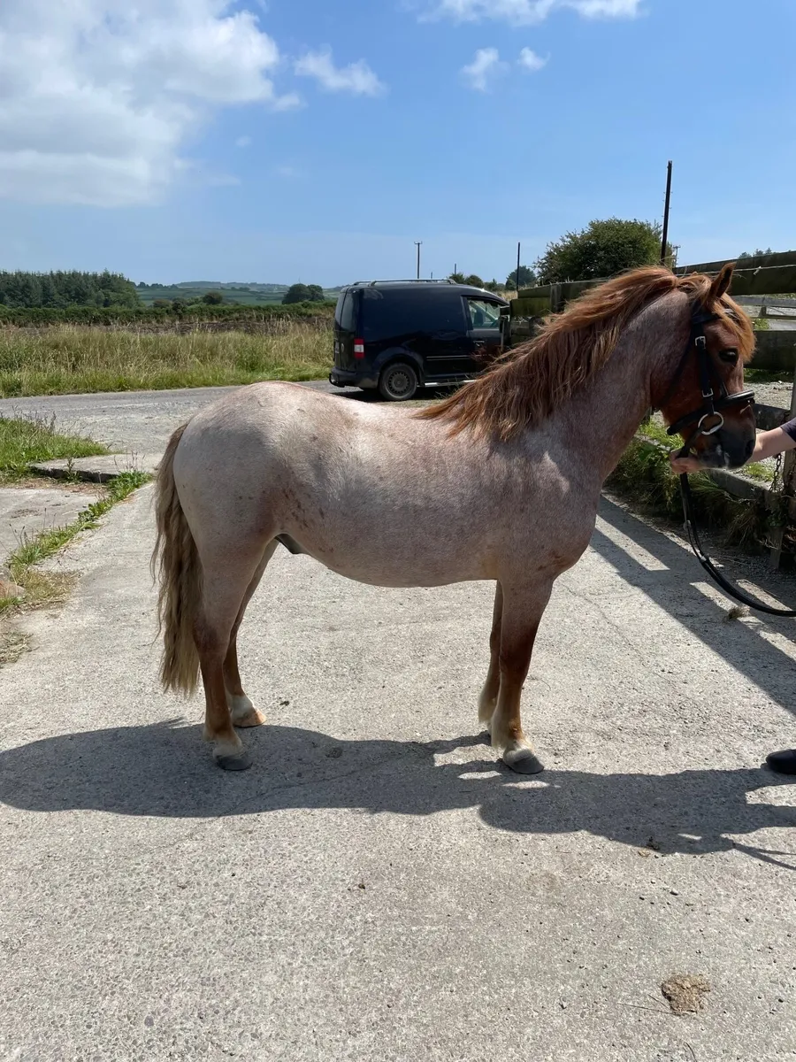 Pony - Image 2