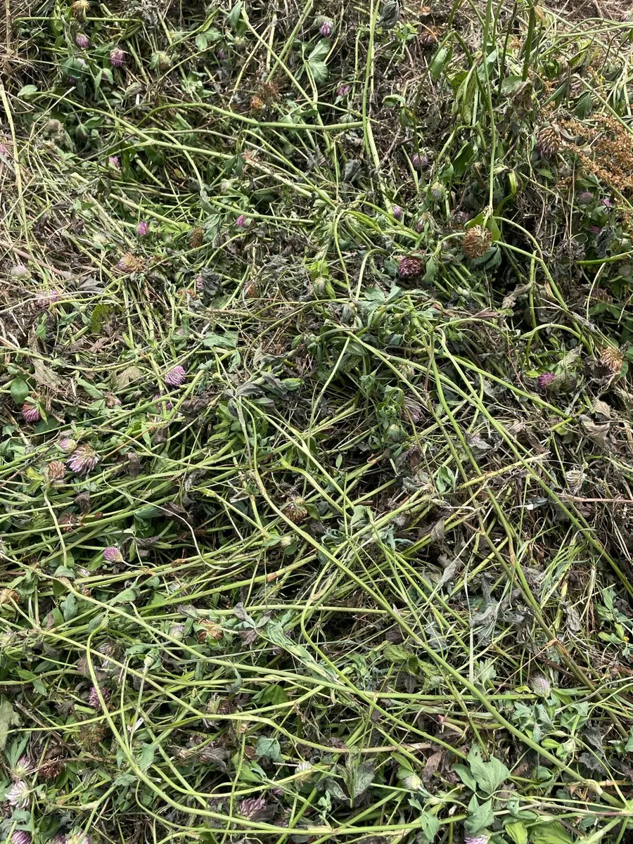 Red clover - Image 2