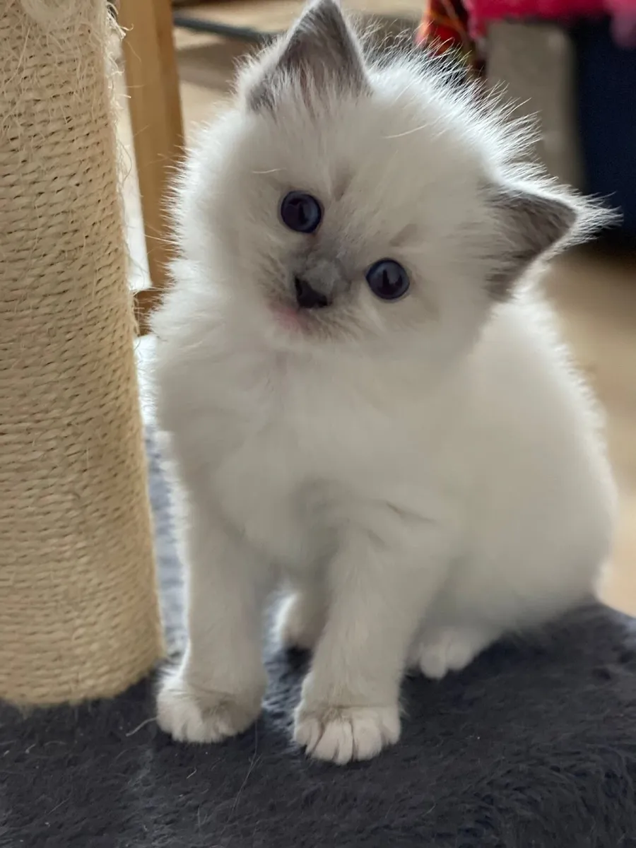Purebred Ragdoll Kittens - Image 3