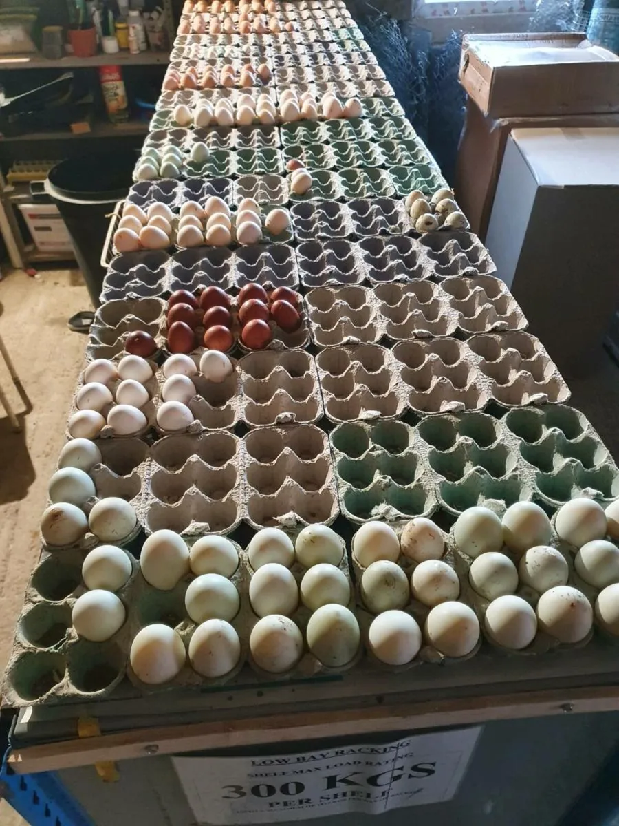 Hens/Ducks/chicks/fertile eggs. Every day in kilda - Image 3
