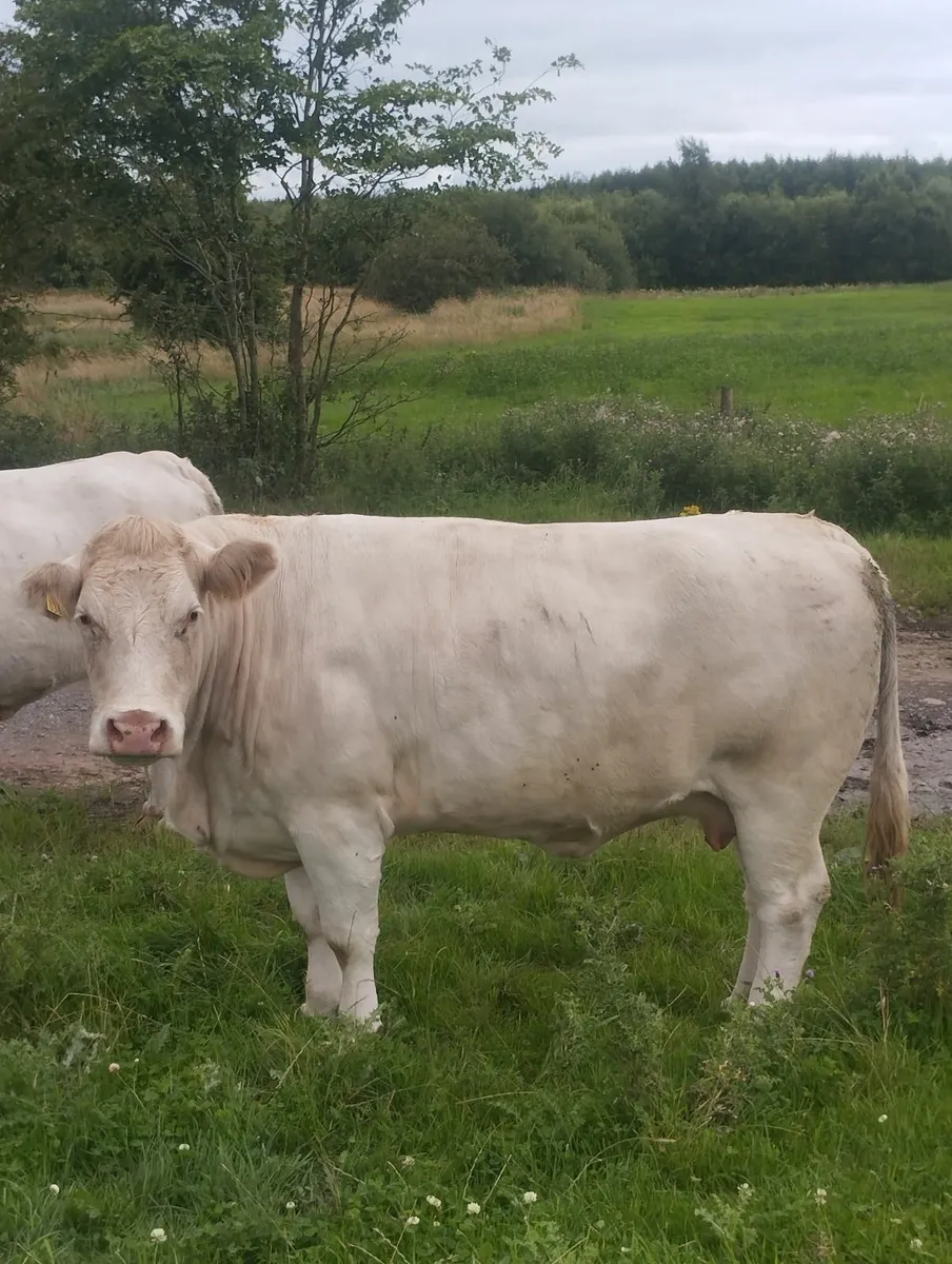Cows - Image 2