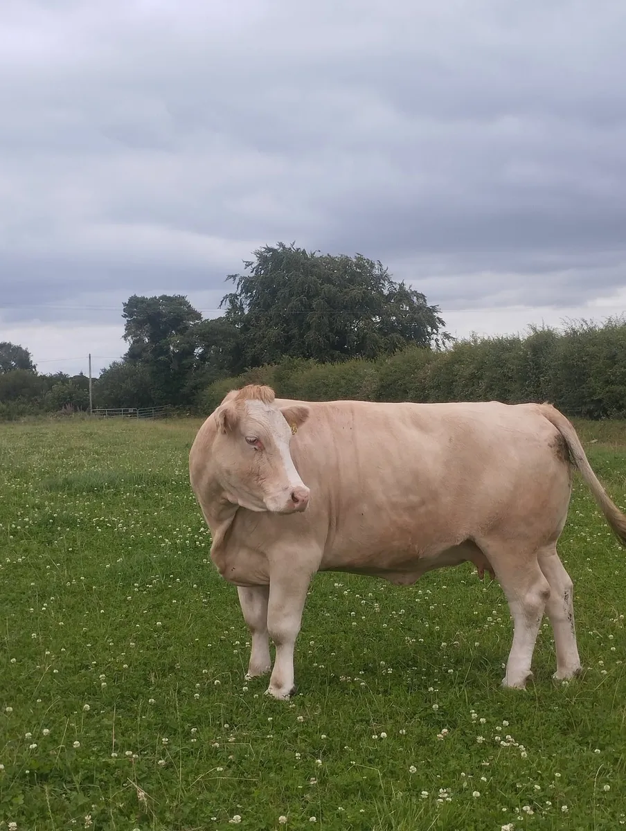 Cows - Image 3