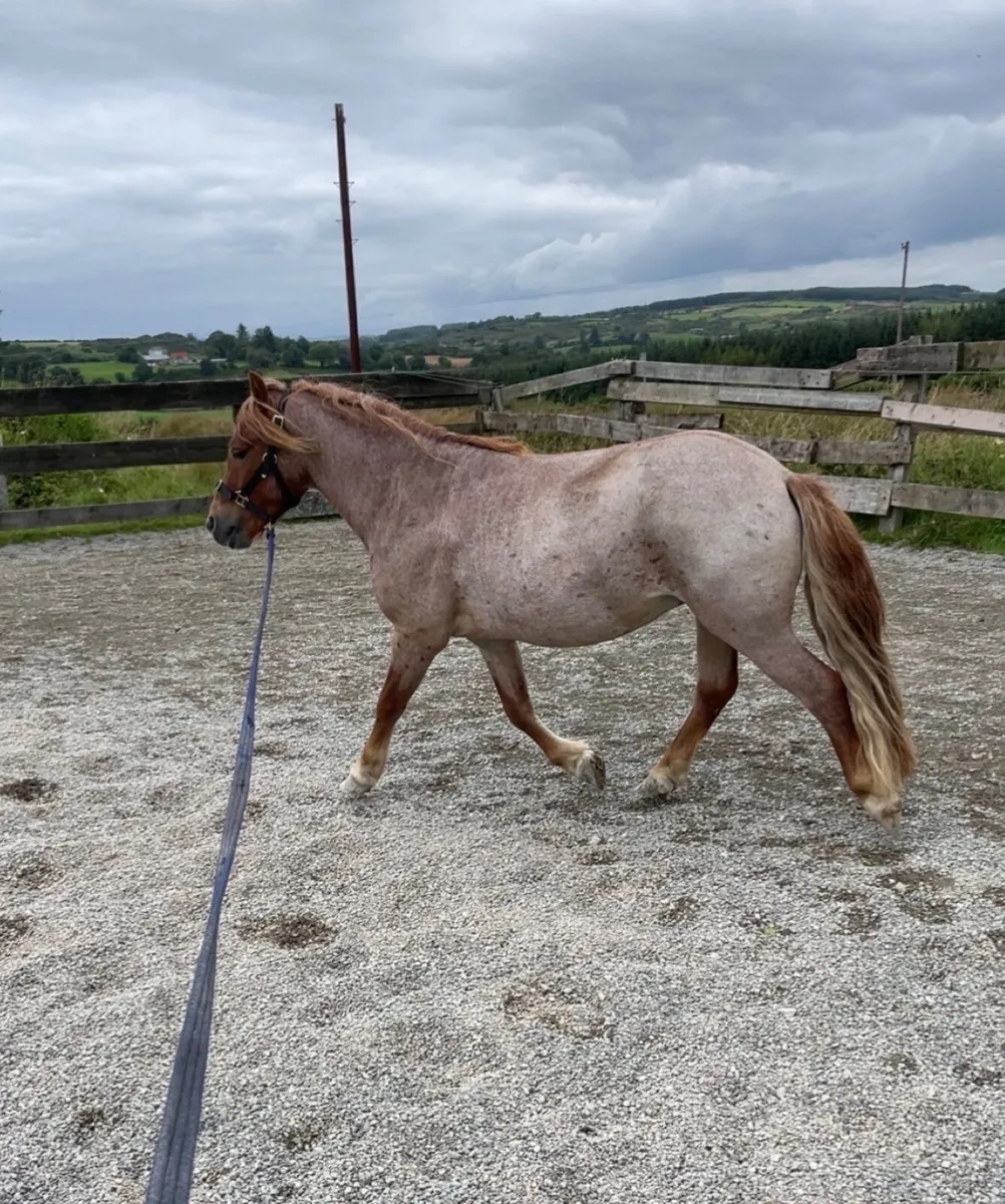 Pony - Image 4