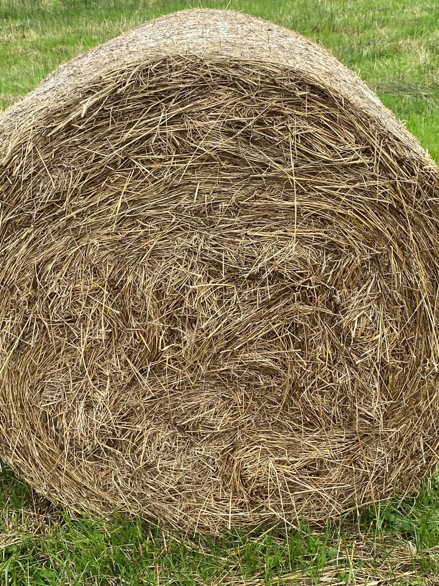 Rushes - Image 1
