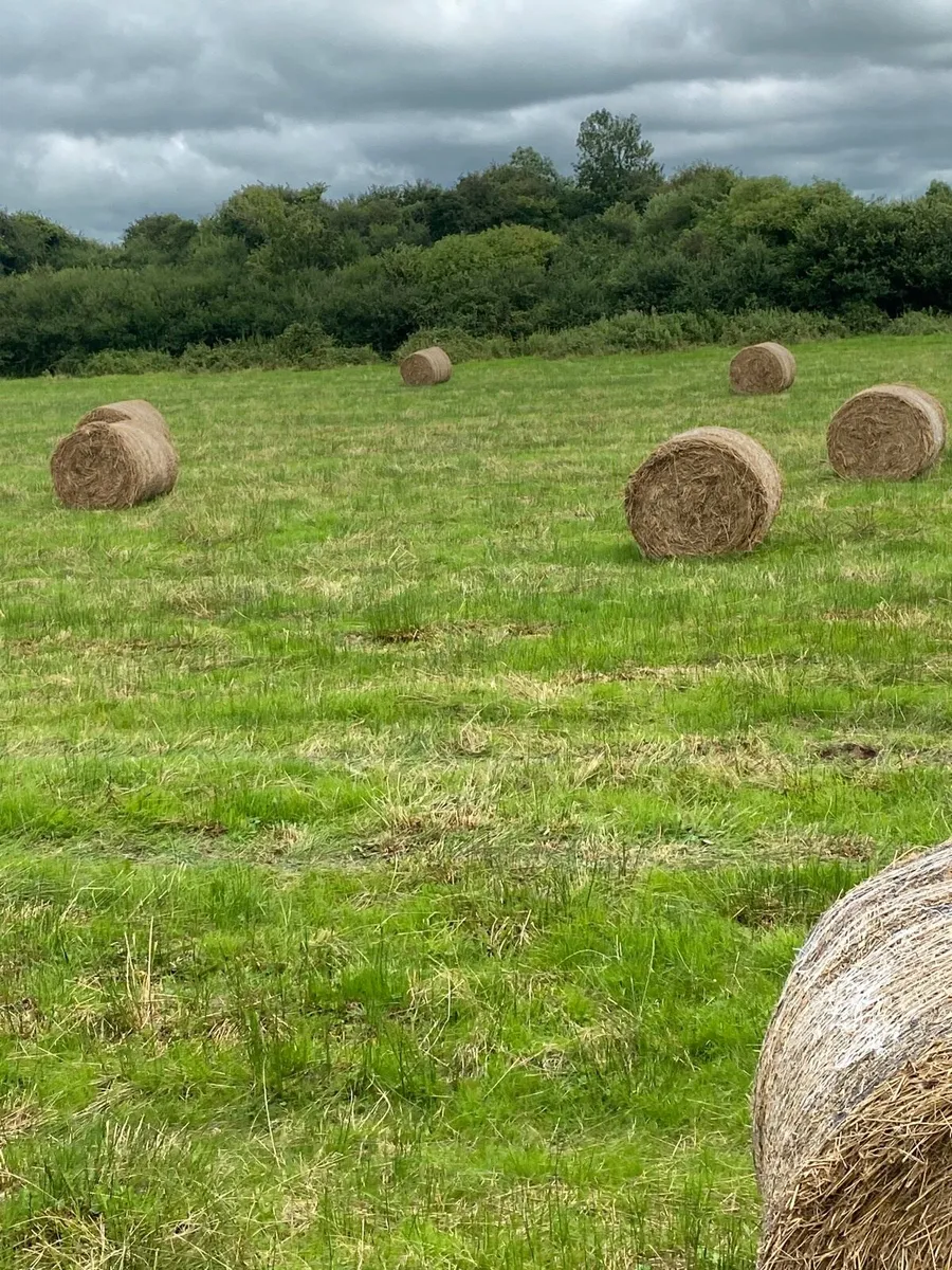 Rushes - Image 2