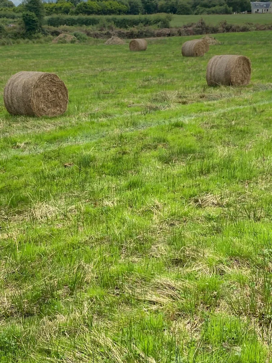 Rushes - Image 3