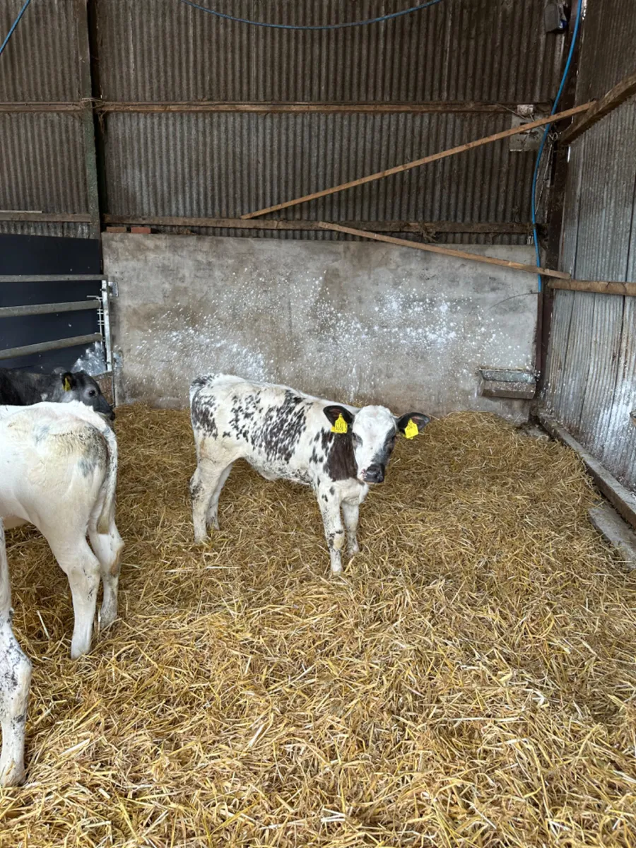 Blue heifers - Image 3