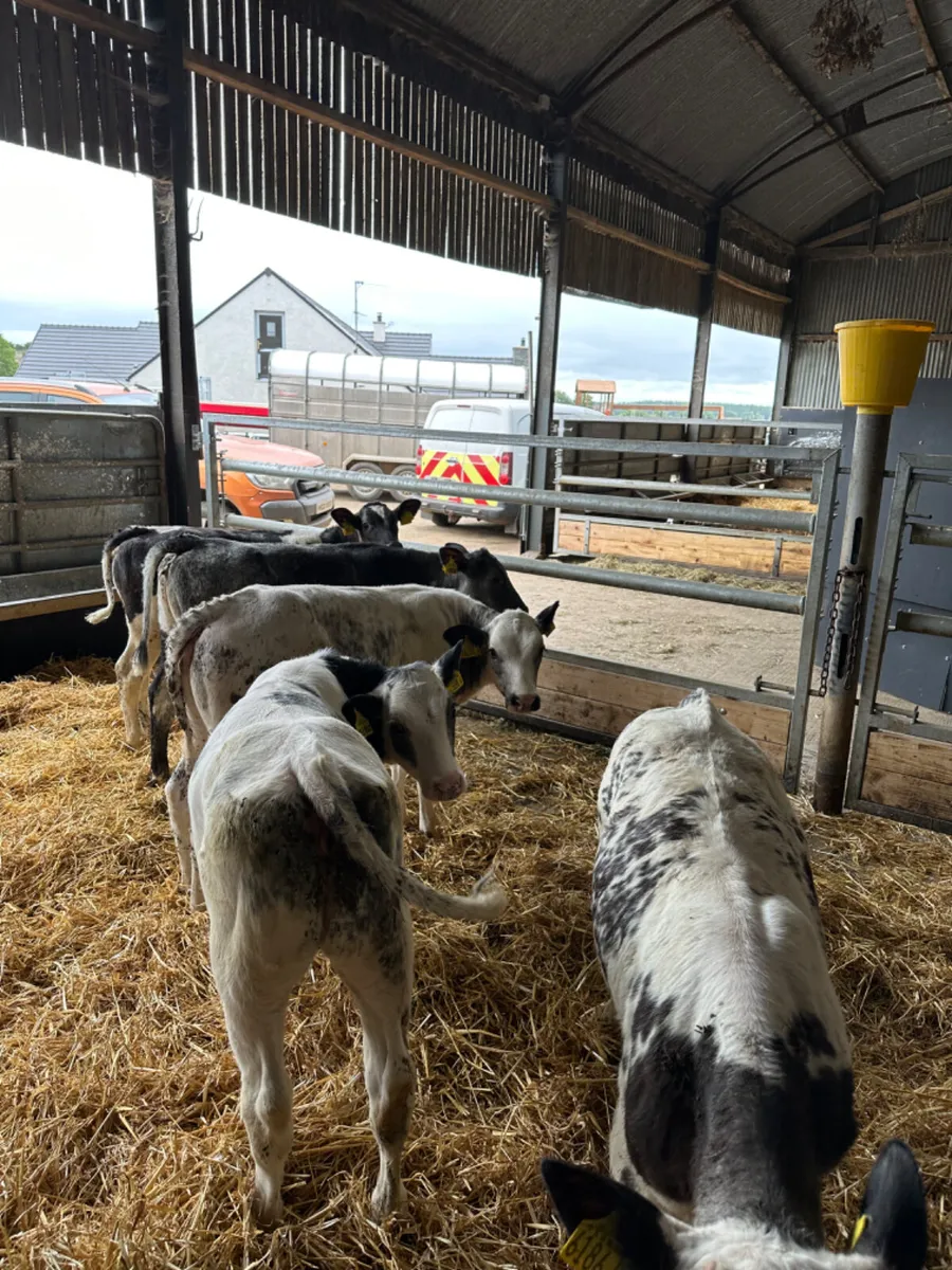 Blue heifers - Image 2