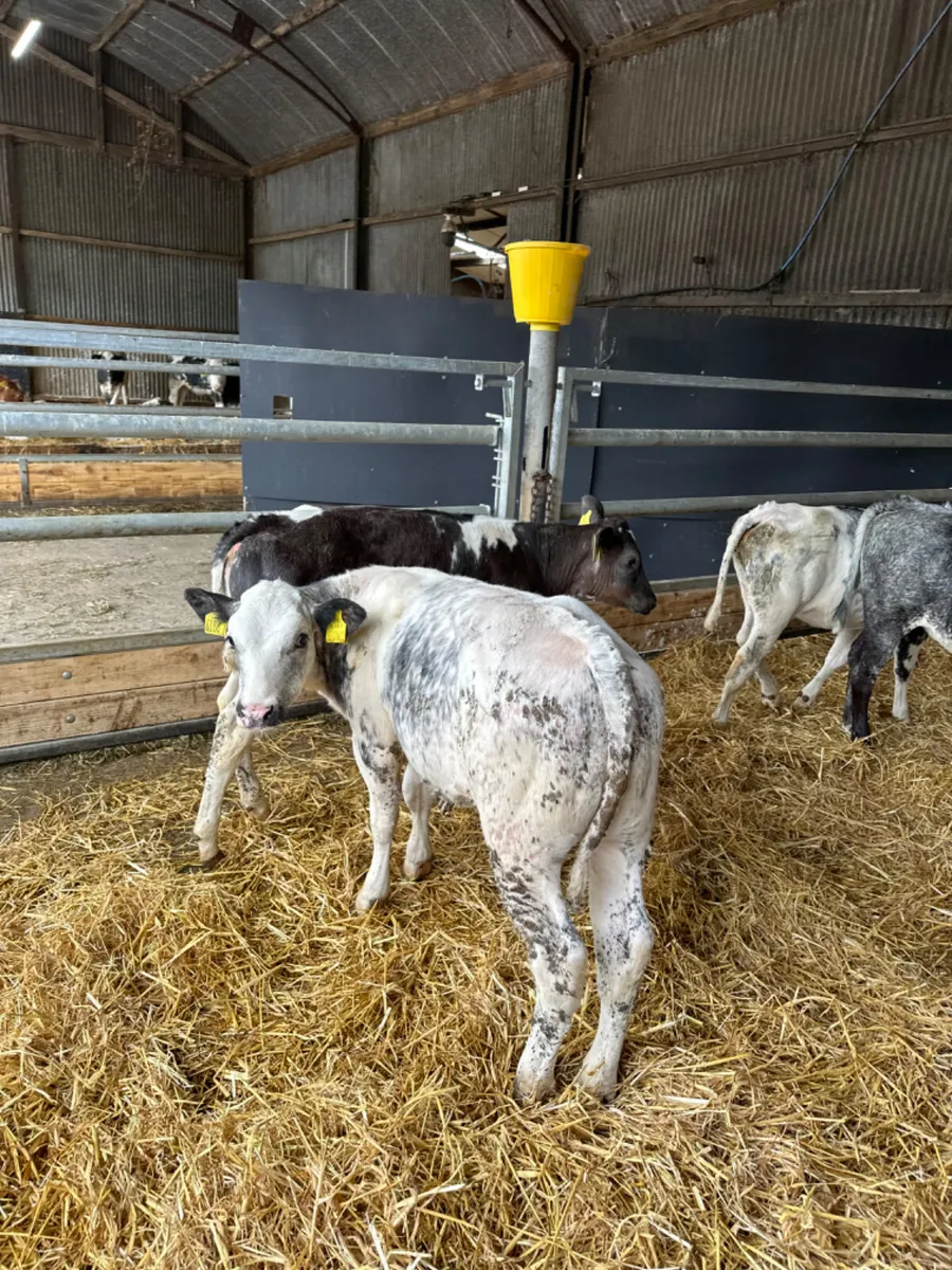 Blue heifers - Image 4