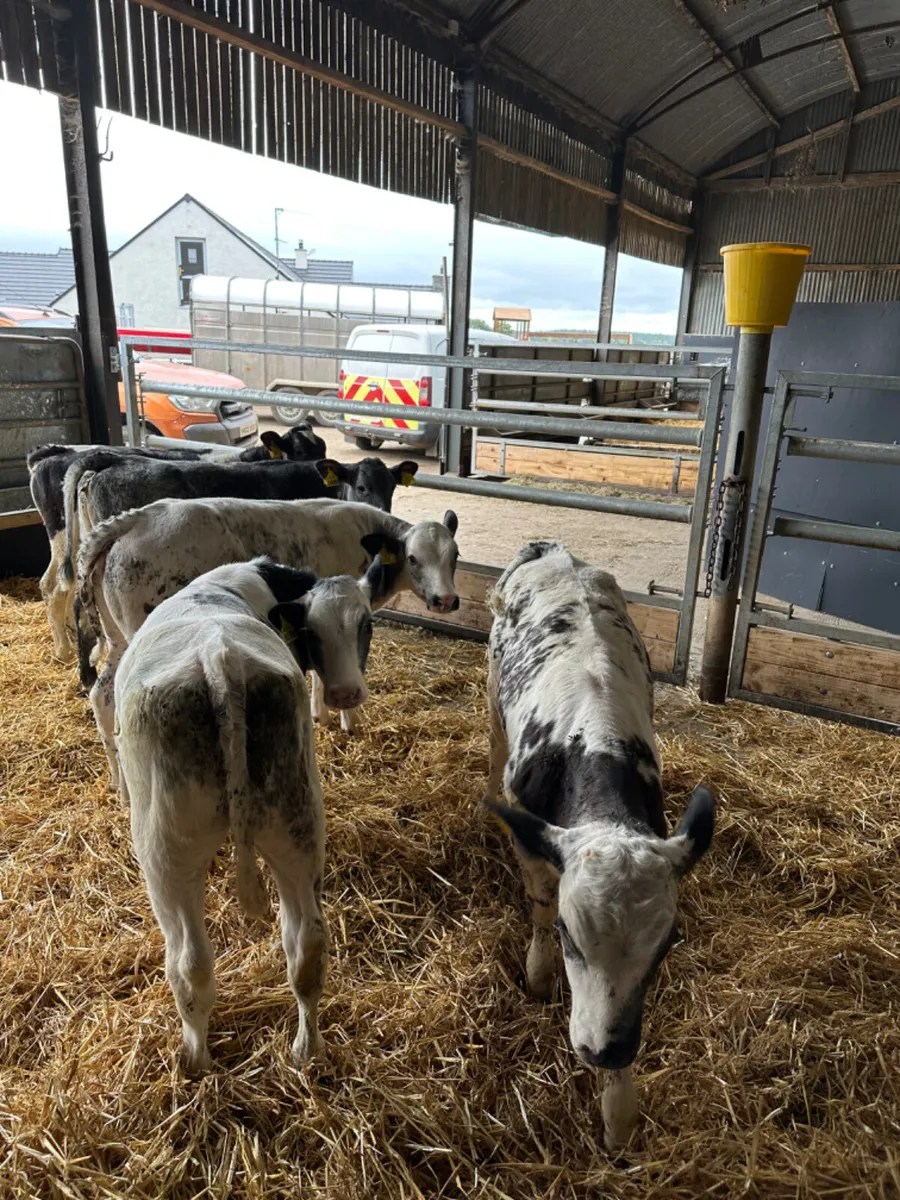 Blue heifers - Image 1