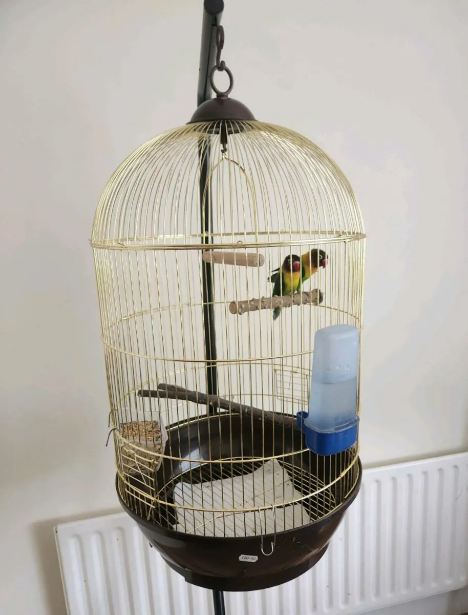 Pair Black Mask Lovebirds - Image 1