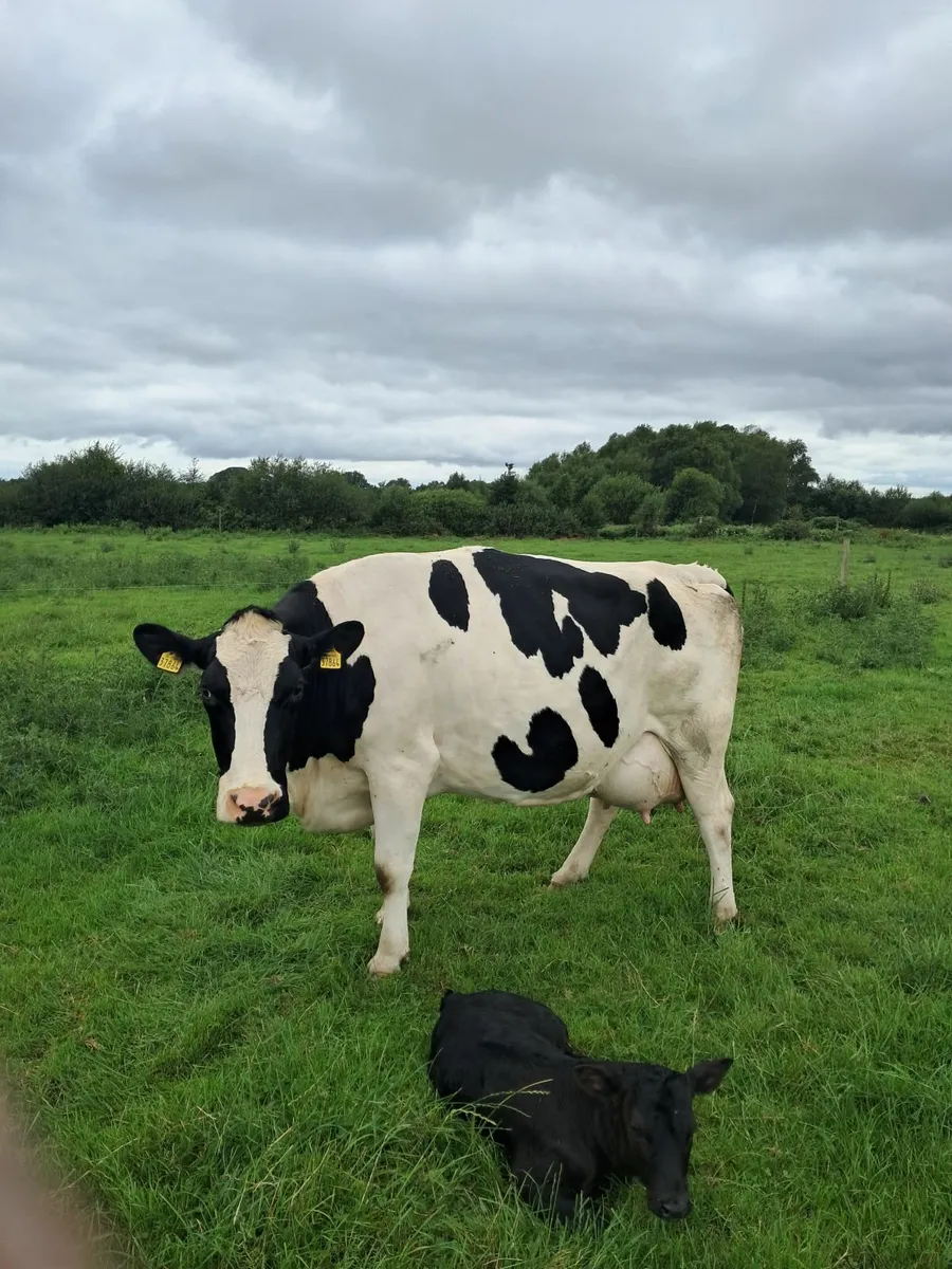 Dairy cow - Image 1