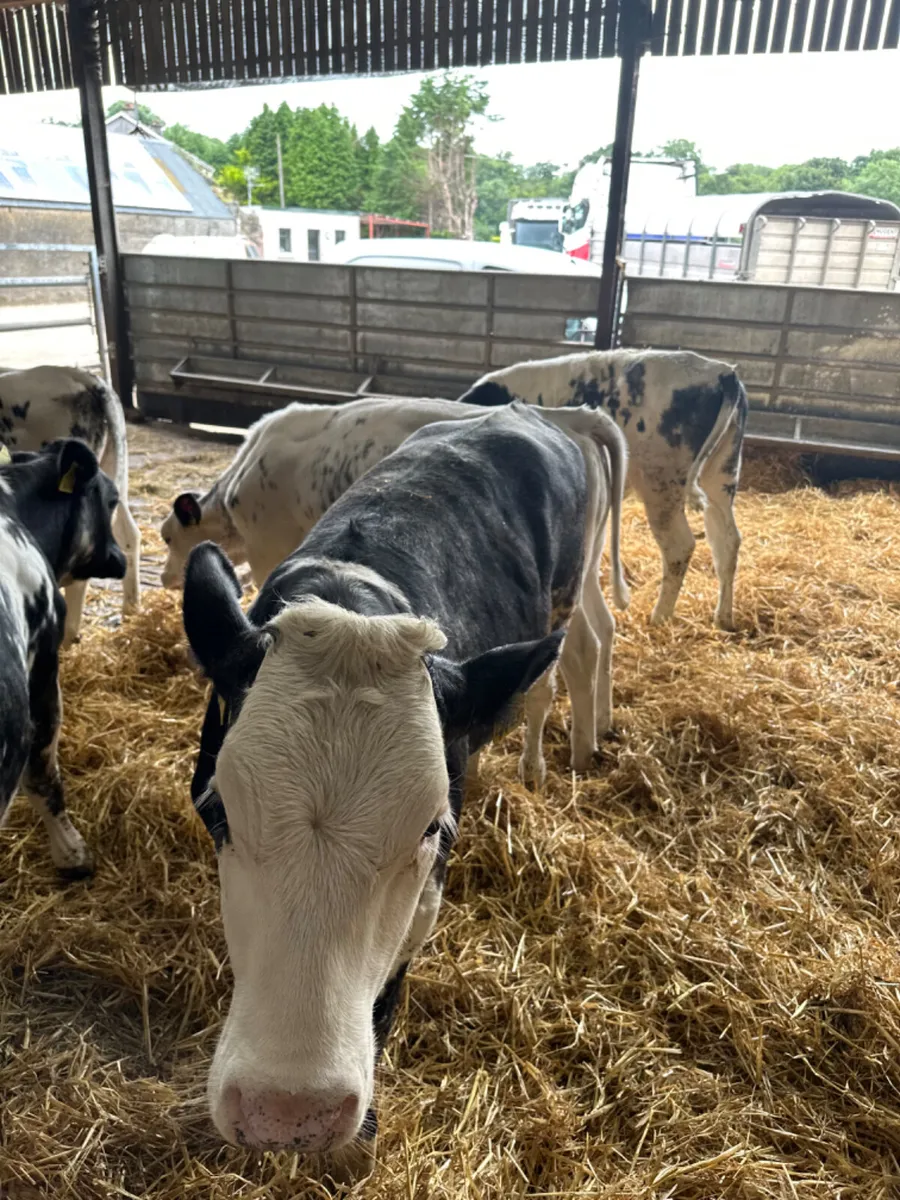 Blue heifers - Image 4