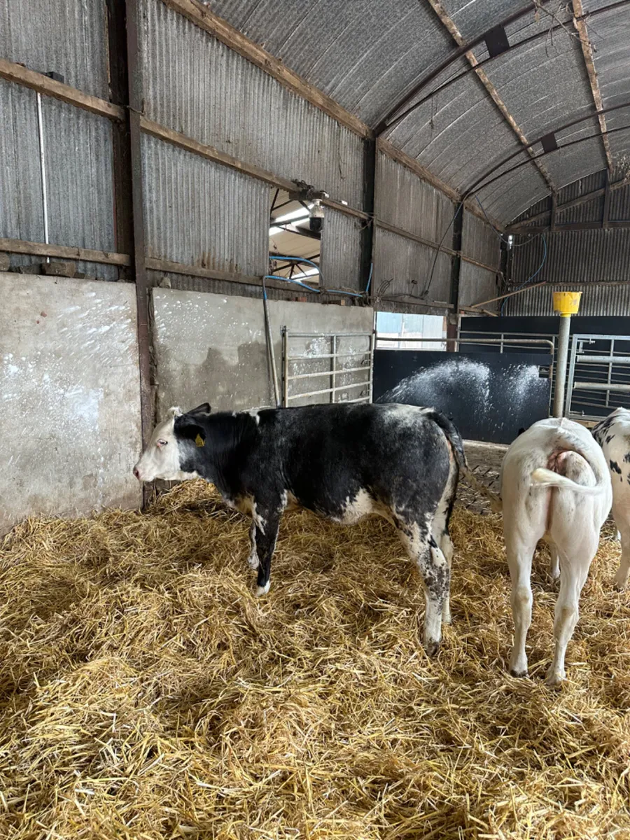 Blue heifers - Image 1