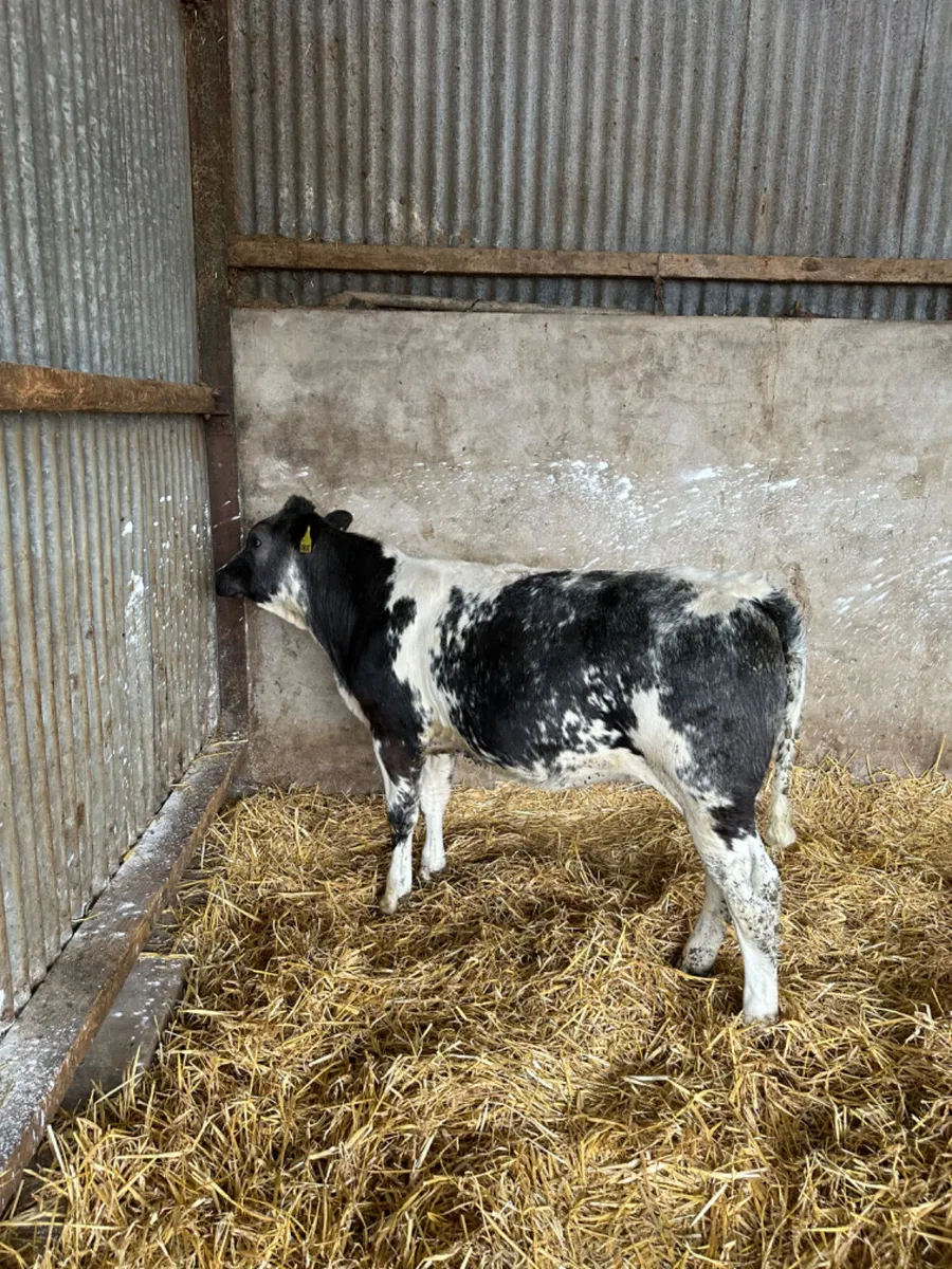 Blue heifers - Image 3