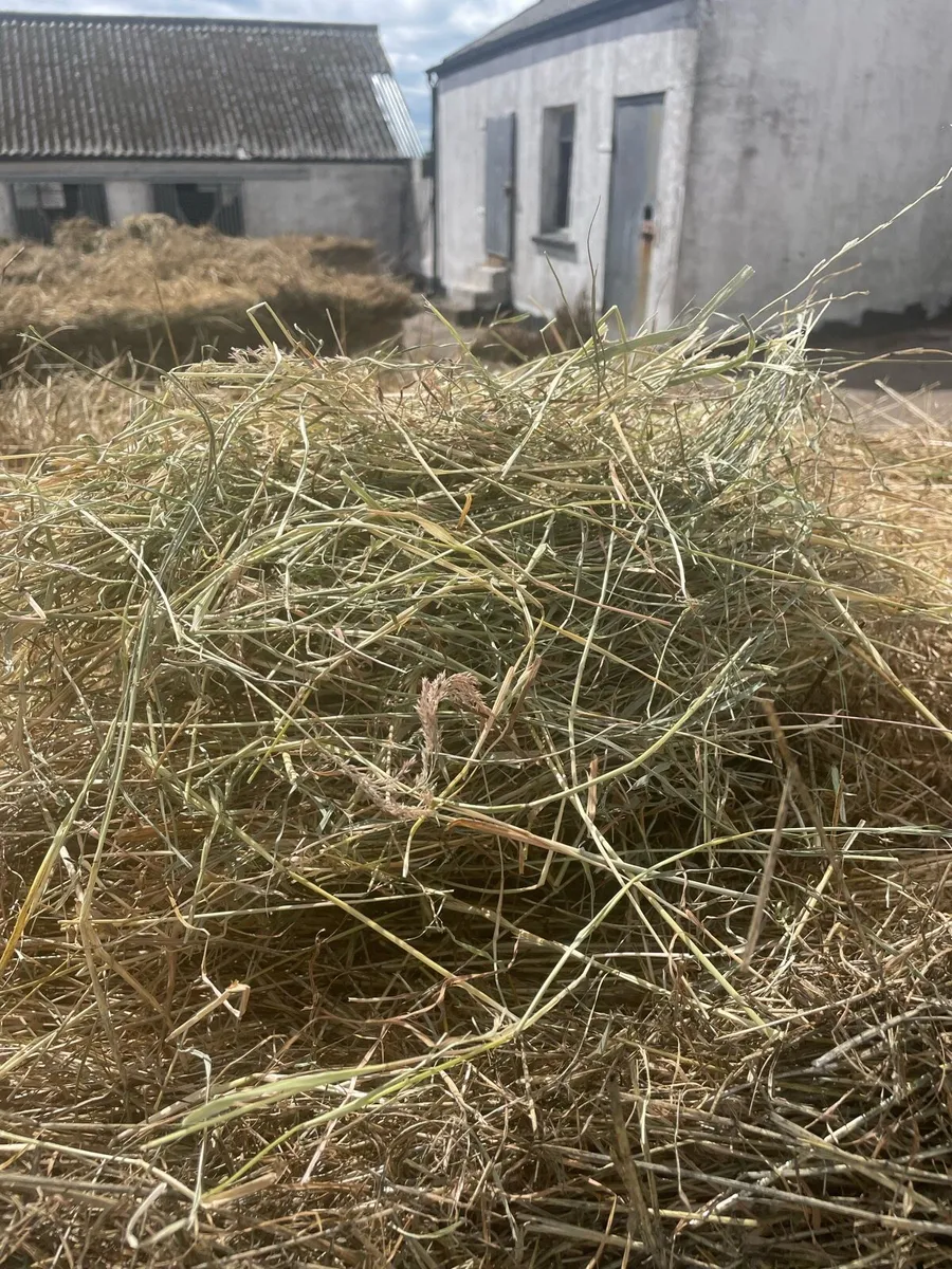 Hay For Sale - Image 2