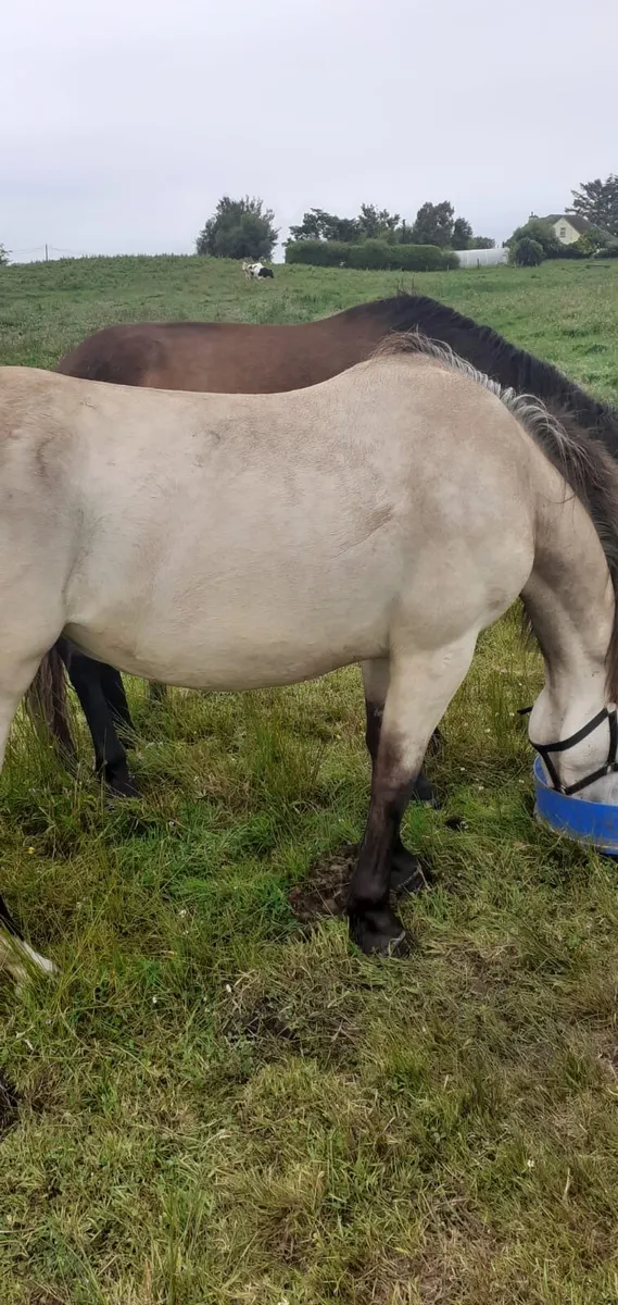 Connemara x draft mare for sale - Image 1