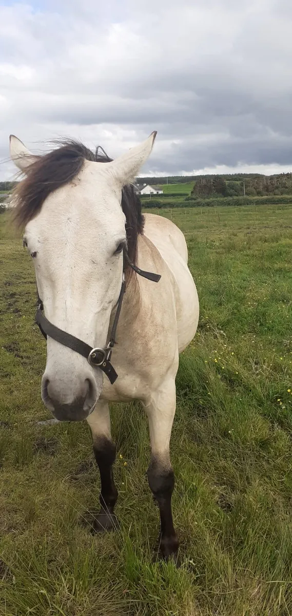 Connemara x draft mare for sale - Image 3