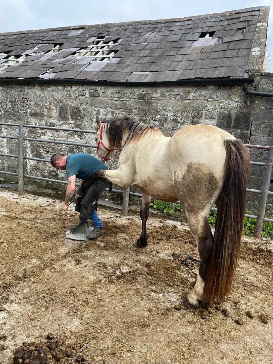 Connemara x draft mare for sale - Image 4
