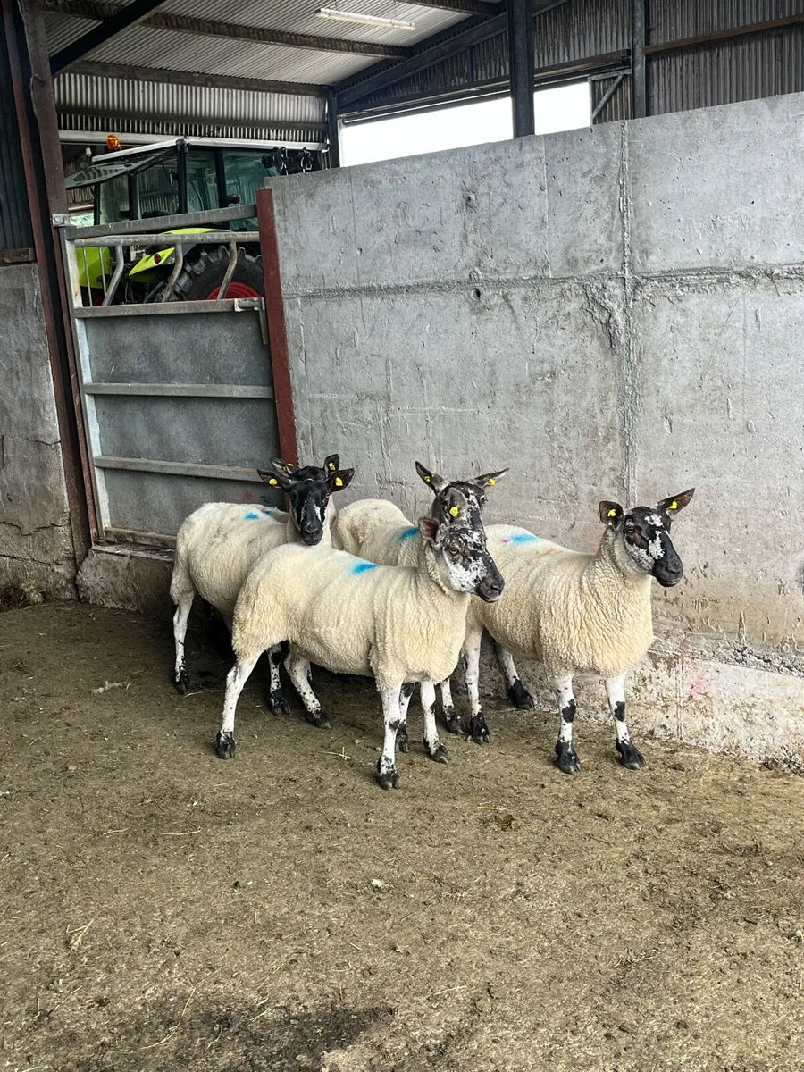 💥5 smashing Milford ewes 💥 - Image 1