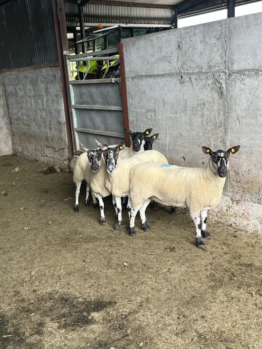 💥5 smashing Milford ewes 💥 - Image 2