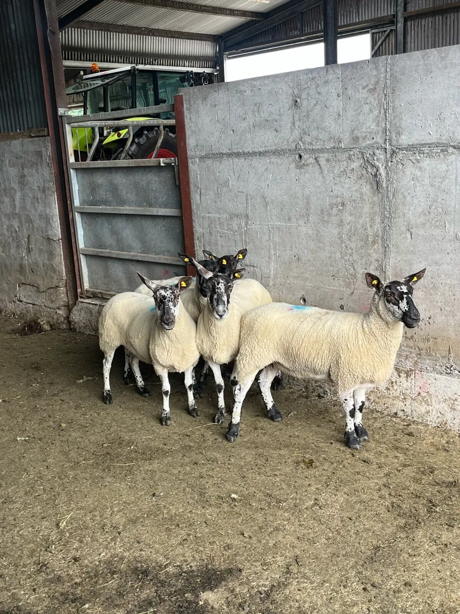 💥5 smashing Milford ewes 💥 - Image 3