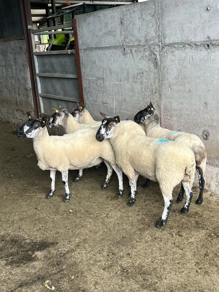 💥5 smashing Milford ewes 💥 - Image 4