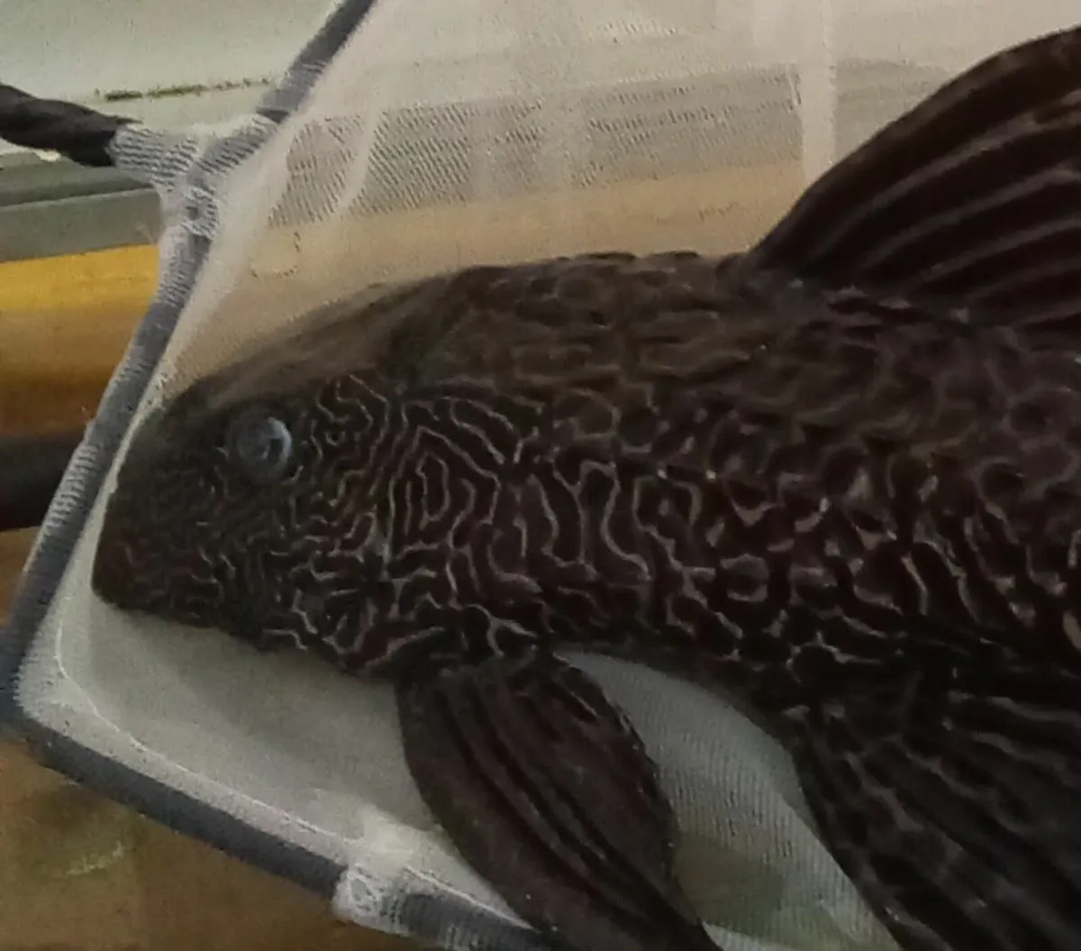 Algae-Eating Fish - Image 1