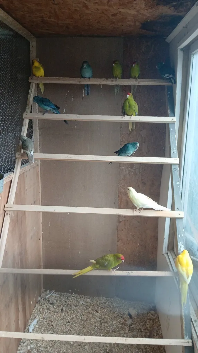 Kakarikis