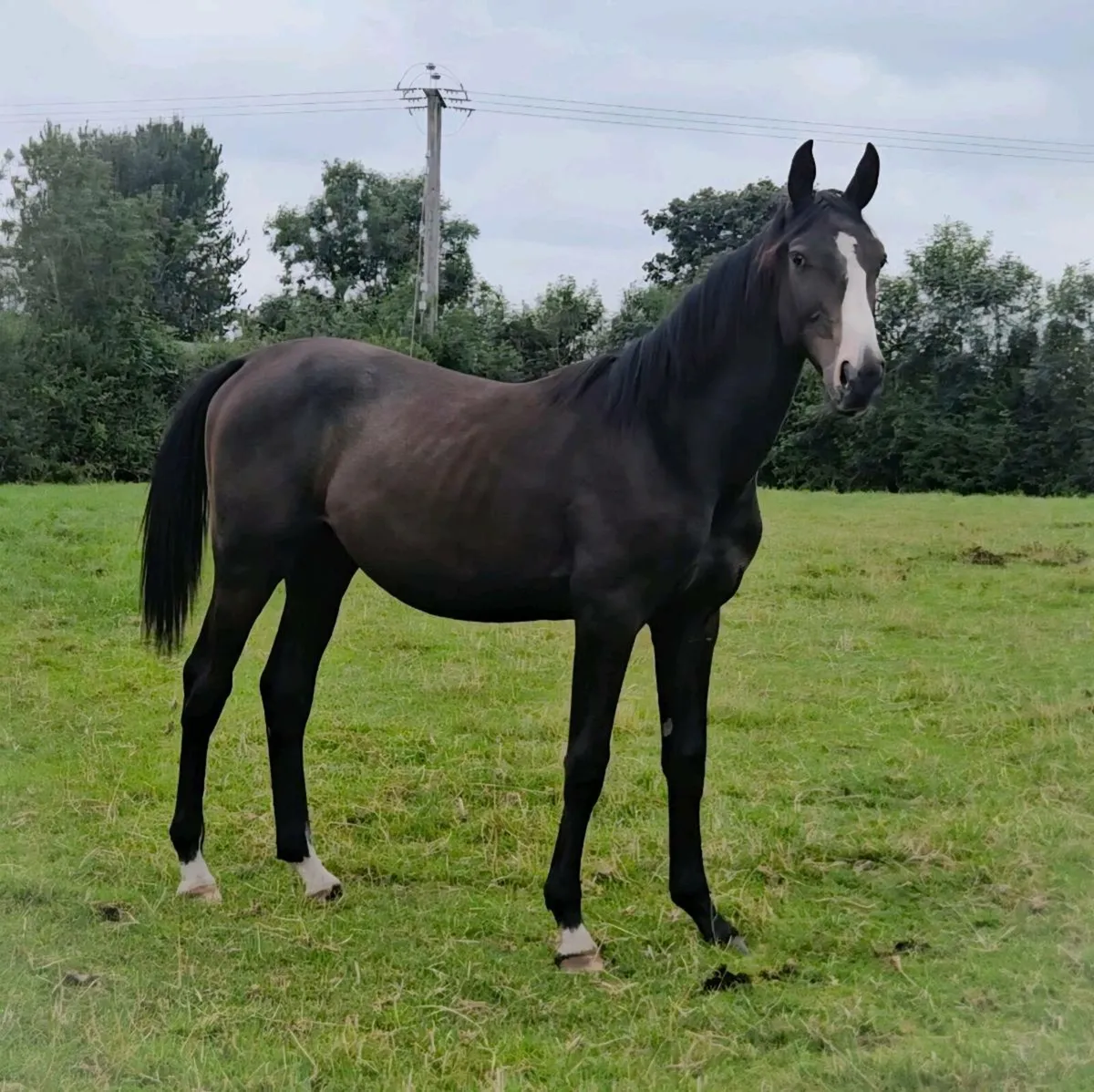 Striking Yearling by Avos Jordan Z - Image 1