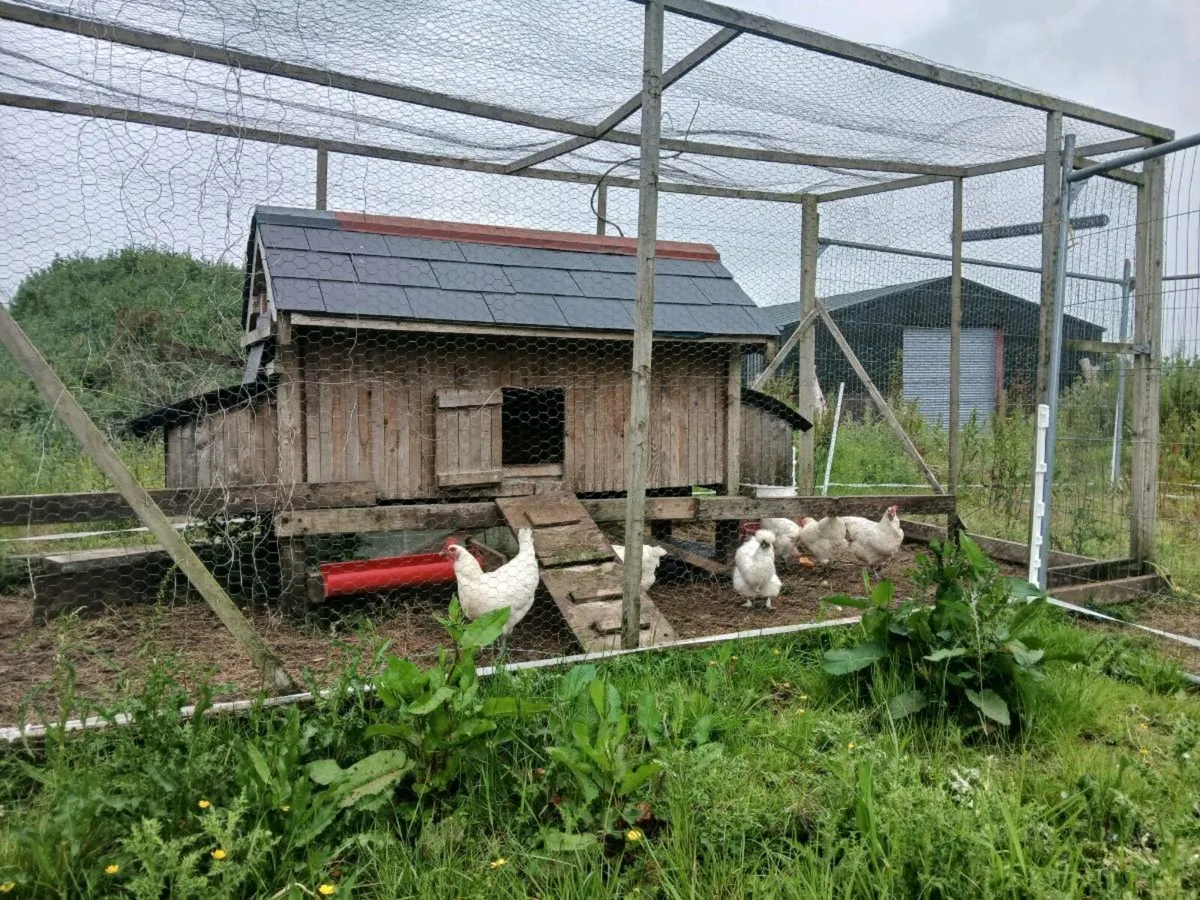 Chicken coup