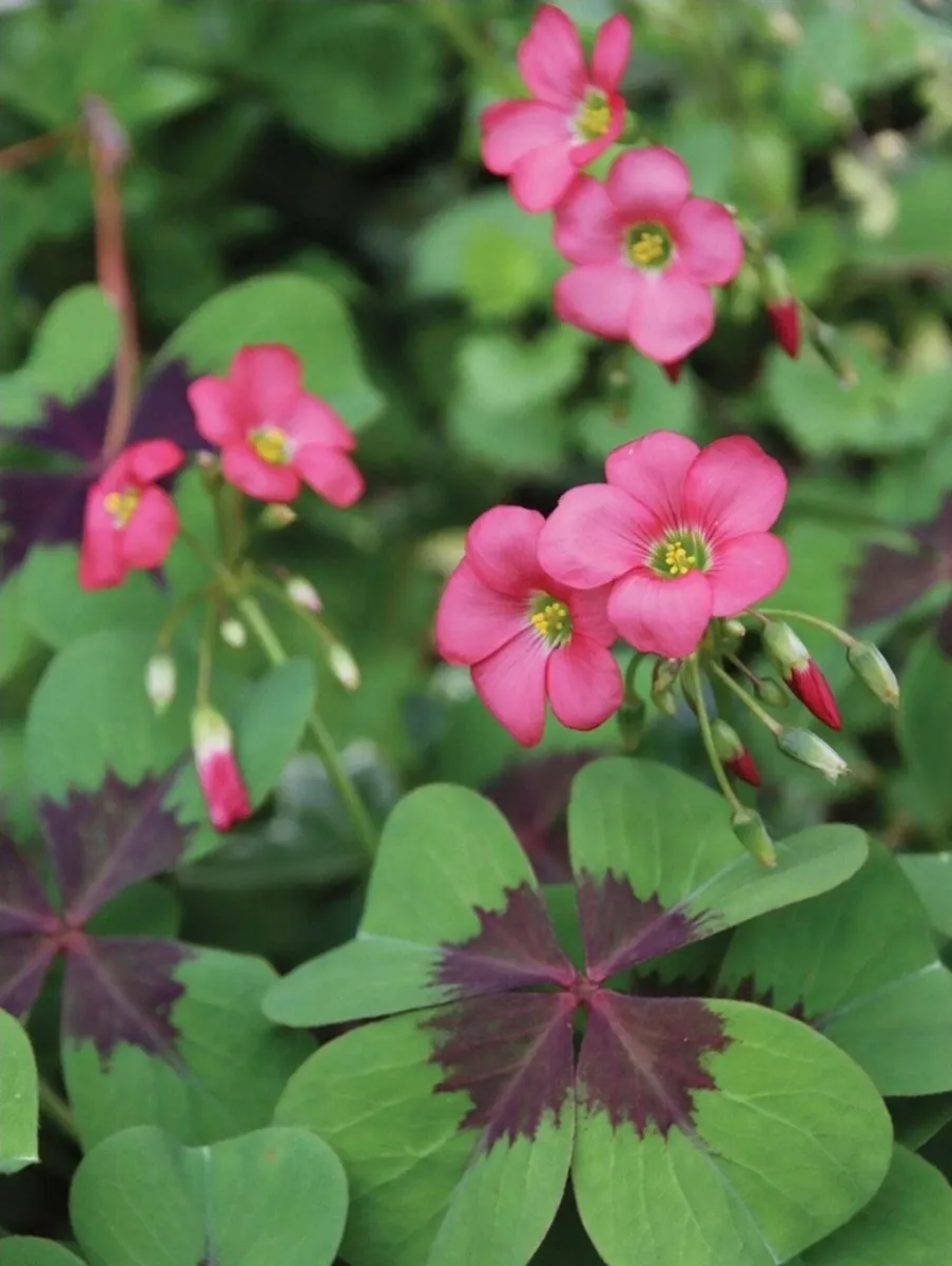 Plants for sale - Image 2