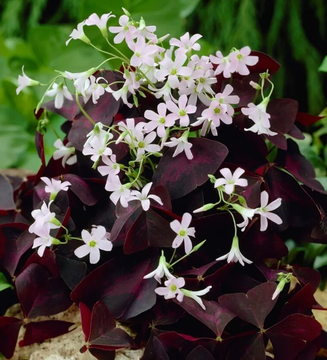 Plants for sale - Image 3